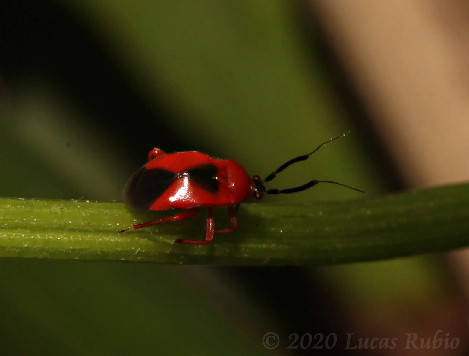 Pachymerocerus erythronotus (Berg 1883)的圖片