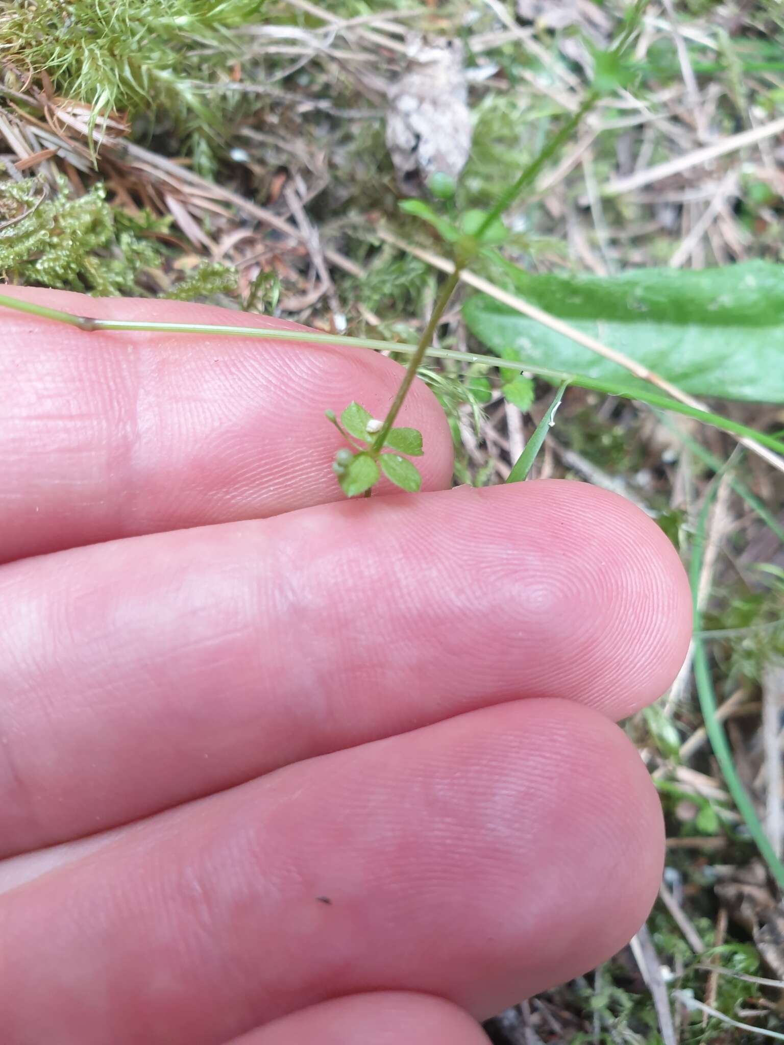 Image of Galium propinquum A. Cunn.