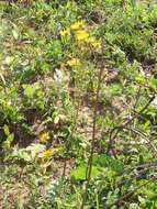 Image of Berkheya speciosa (DC.) O. Hoffm.