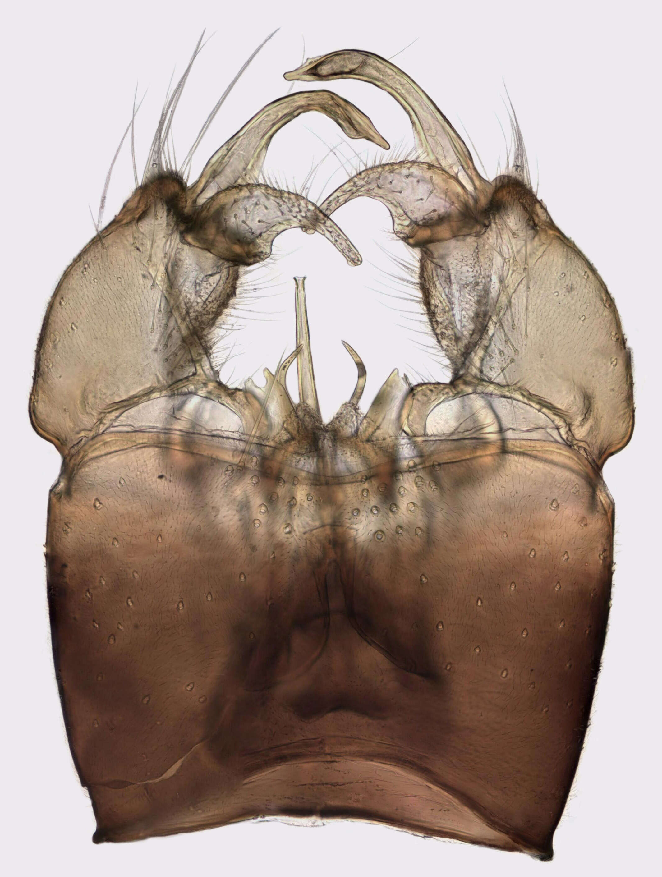 Image of Phylidorea (Phylidorea) ferruginea (Meigen 1818)