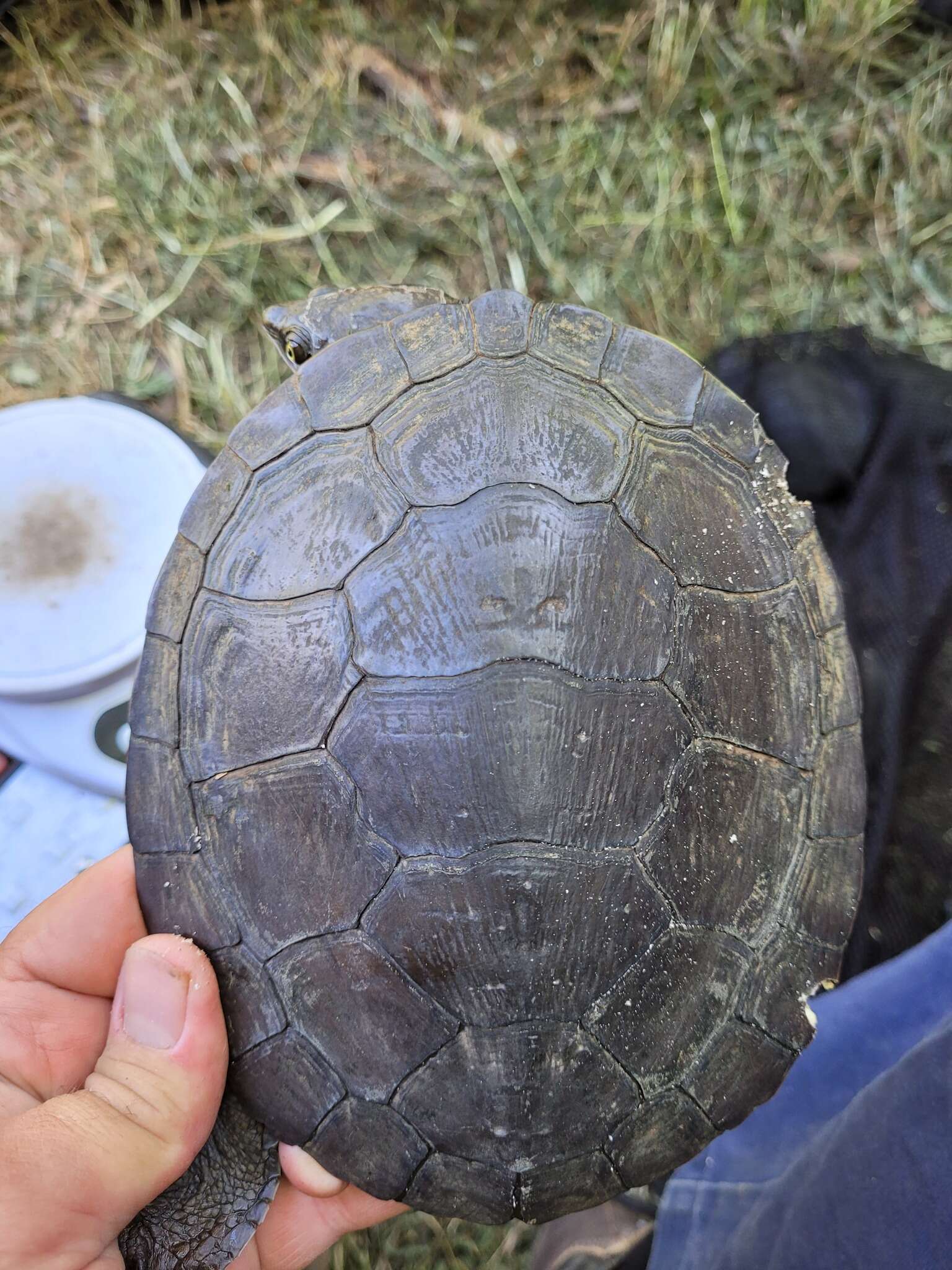 Image of Manning River snapping turtle