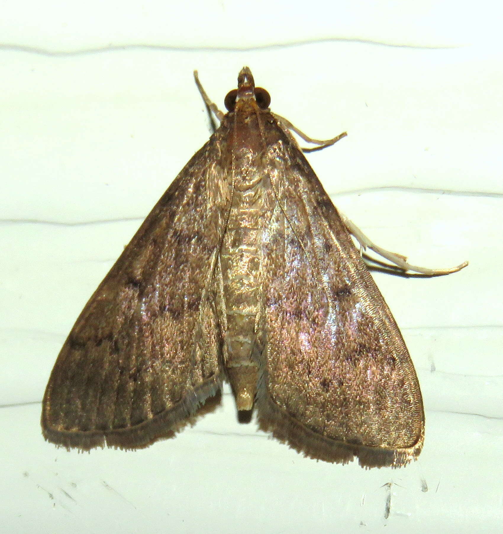 Image of Grass webworm