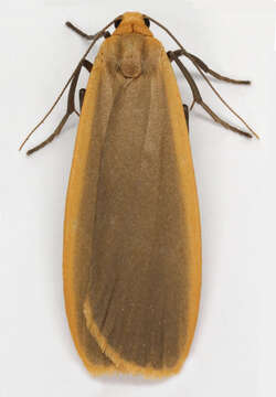 Image of common footman