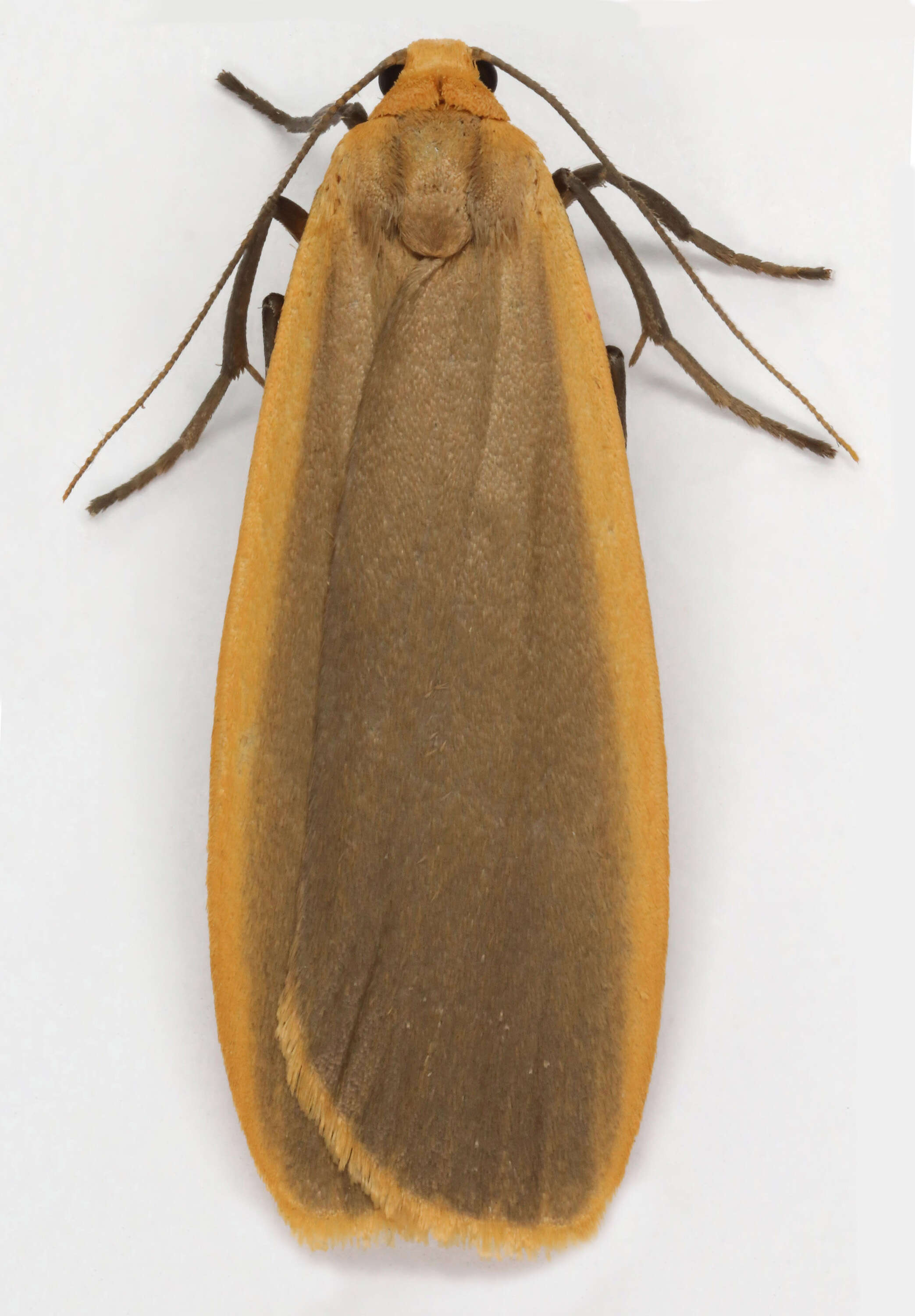 Image of common footman