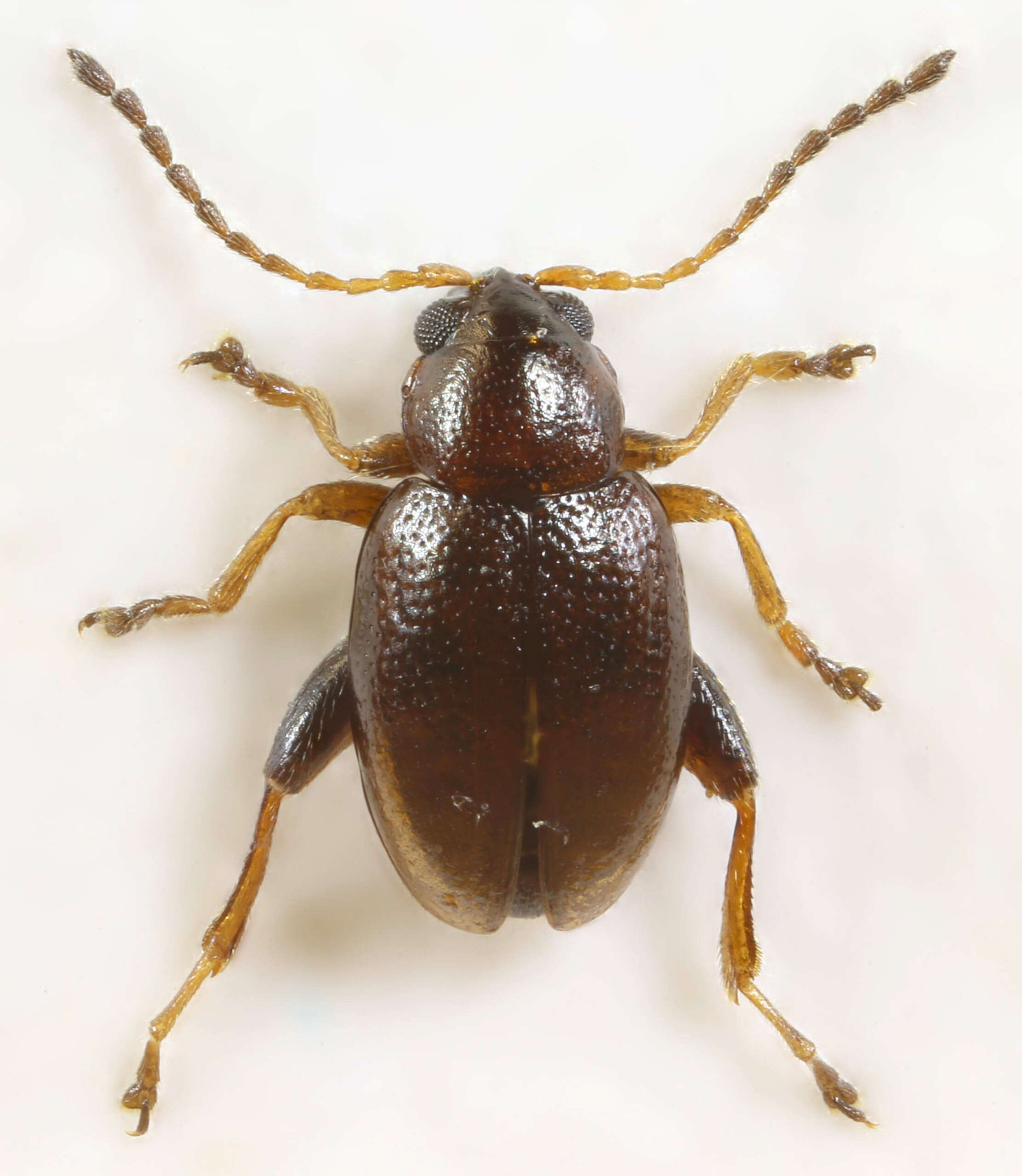 Image of Leaf beetle