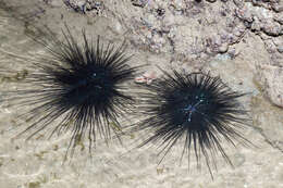 Image of Long-spined sea urchin