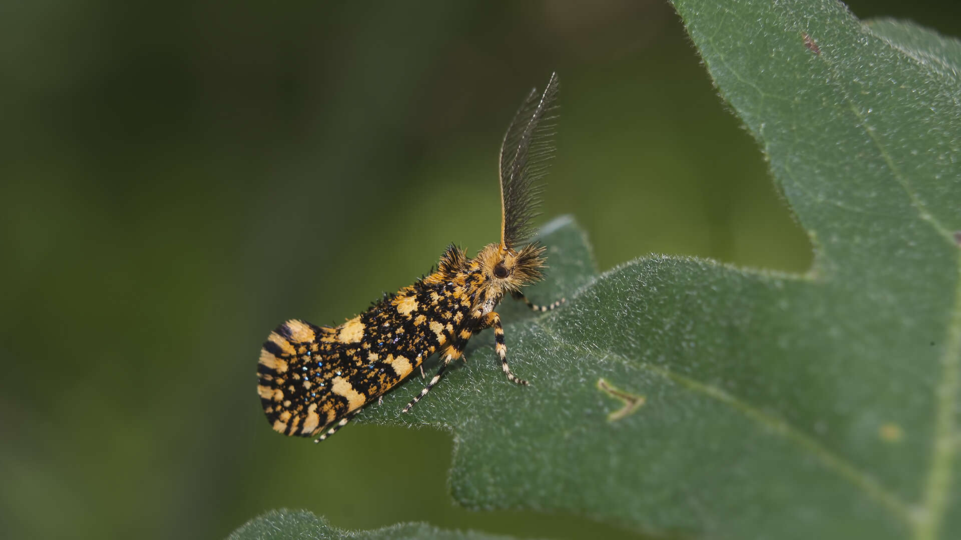 Image of Euplocamus ophisa (Cramer 1779)