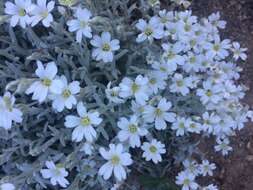 Image of Snow-in-summer