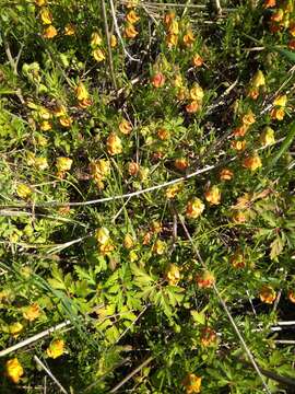 Image of Hermannia pinnata L.