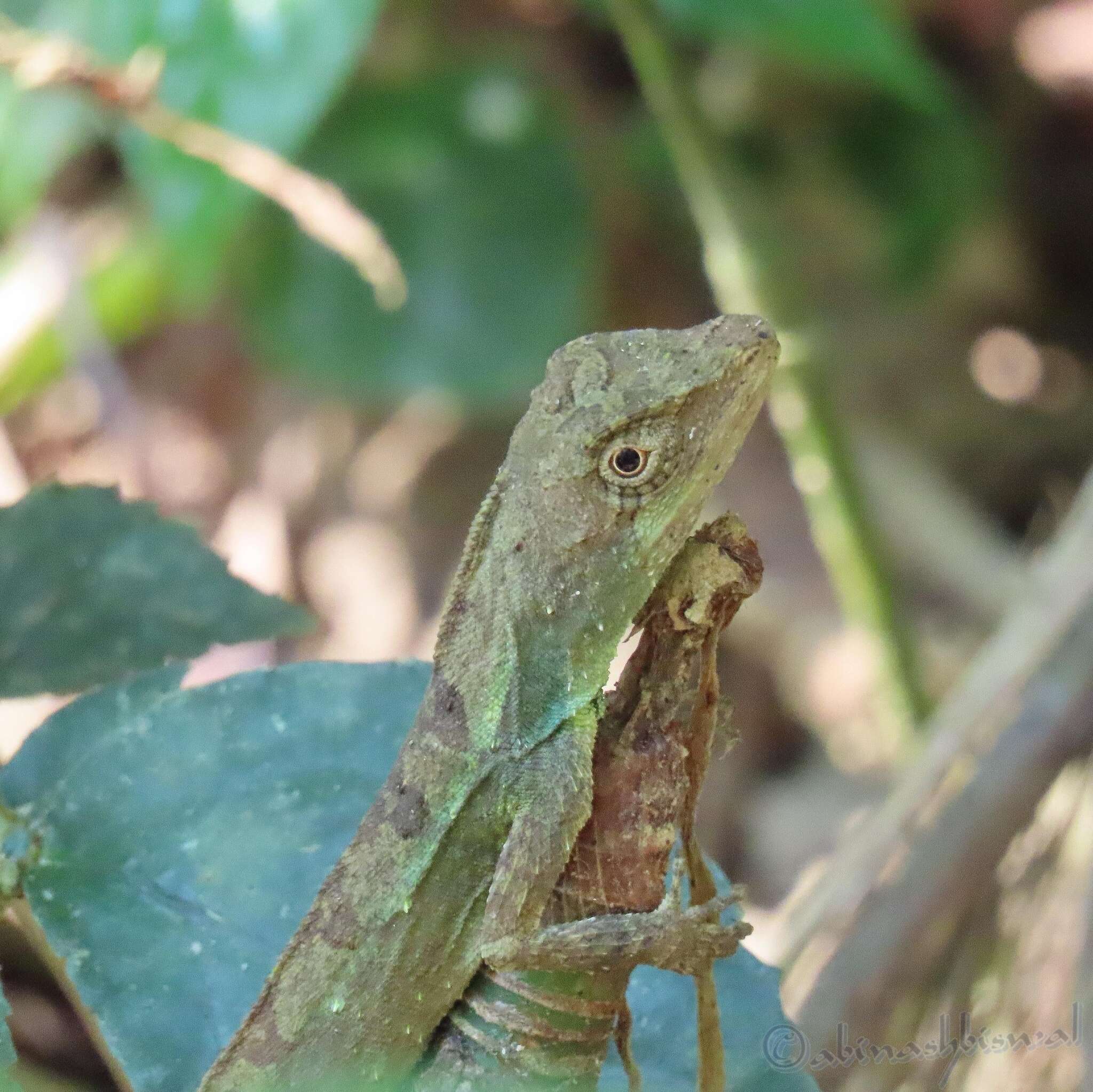 Image of Green Fan-throated lizard