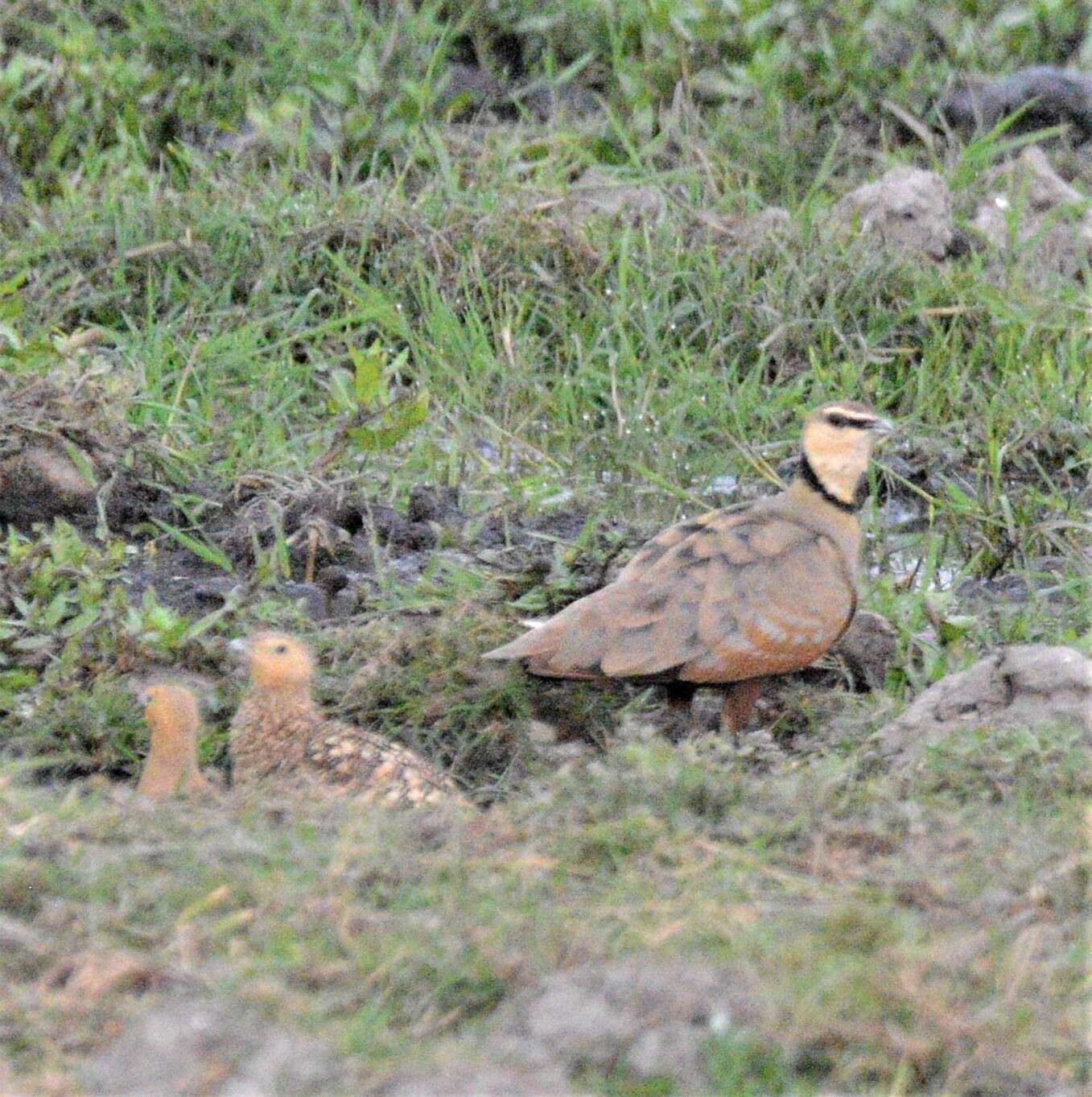 Image of Yellow-throated Sandgrouse