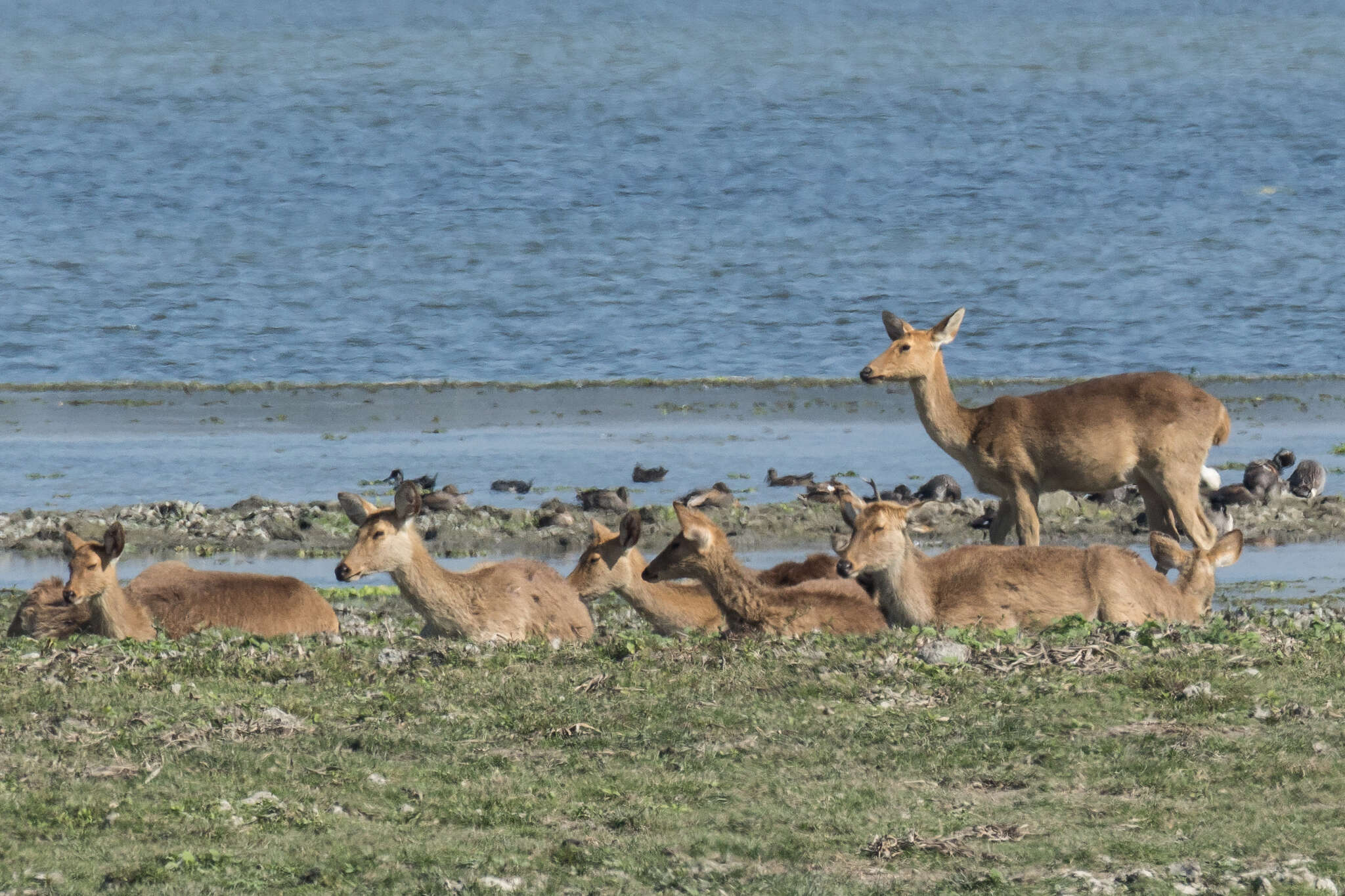 Sivun Rucervus duvaucelii ranjitsinhi (Groves 1982) kuva