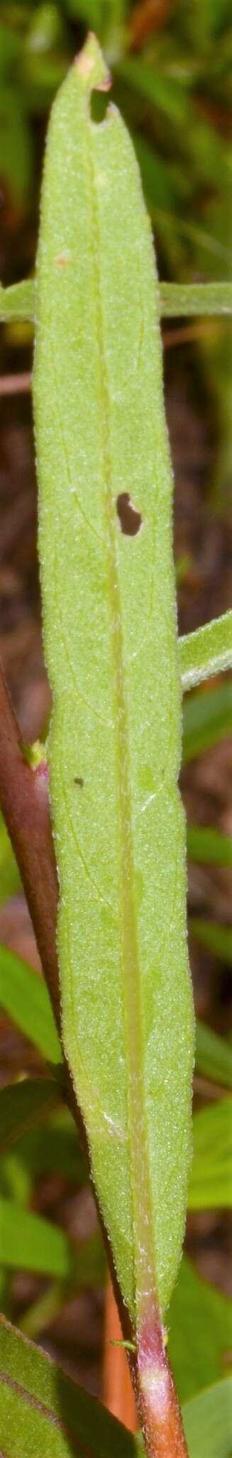 Oenothera heterophylla subsp. orientalis W. Dietrich, P. H. Raven & W. L. Wagner的圖片