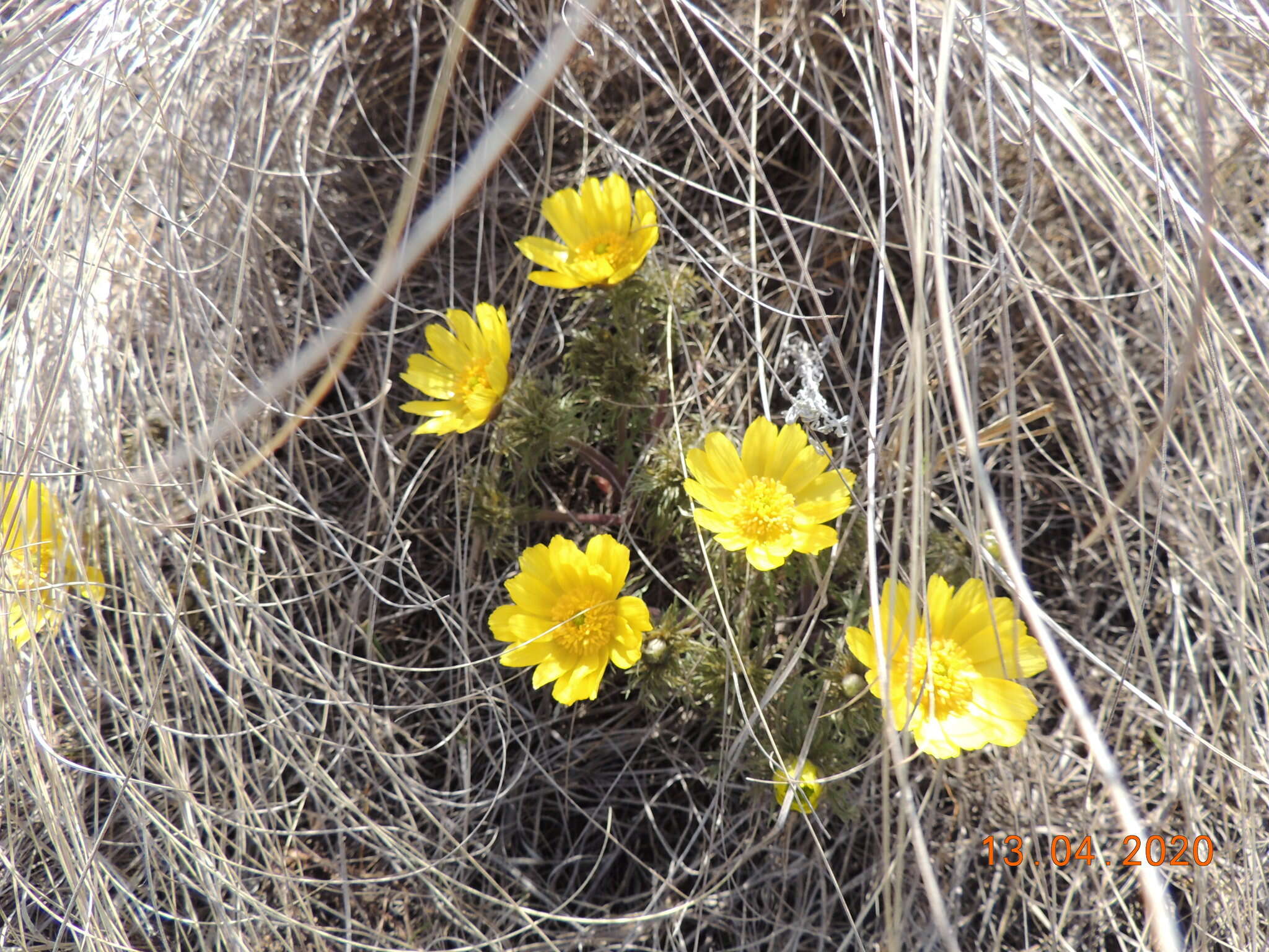 Image of Adonis volgensis DC.