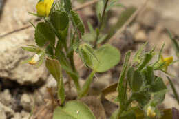 Ononis viscosa subsp. breviflora (DC.) Nyman的圖片