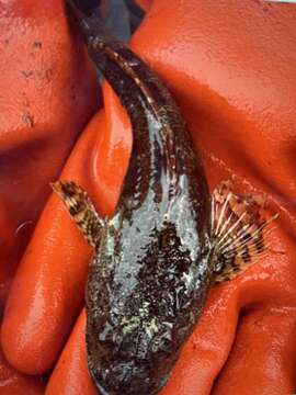 Image of Great sculpin