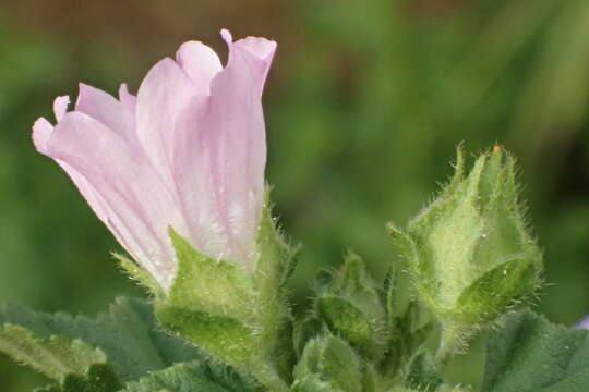 Imagem de Malva nicaeensis All.