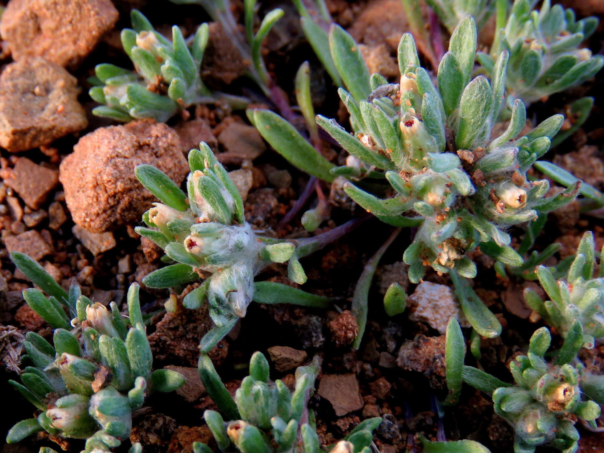 Image de Helichrysum leontonyx DC.