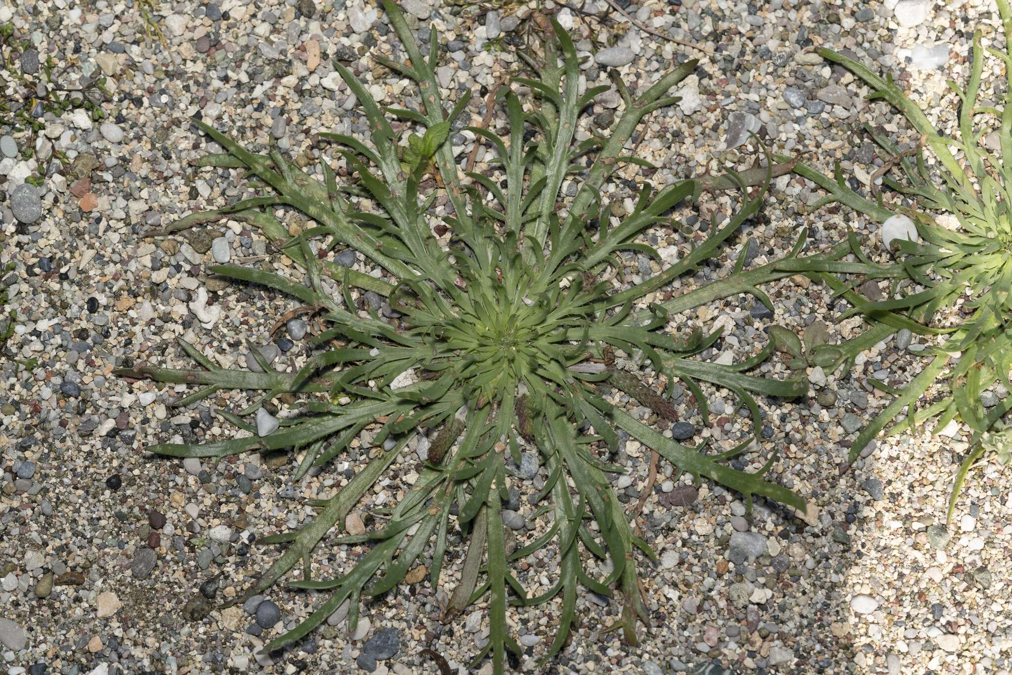 Image of Plantago weldenii Rchb.