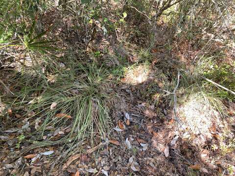 Image of Long-Leaf Cut-Throat Grass