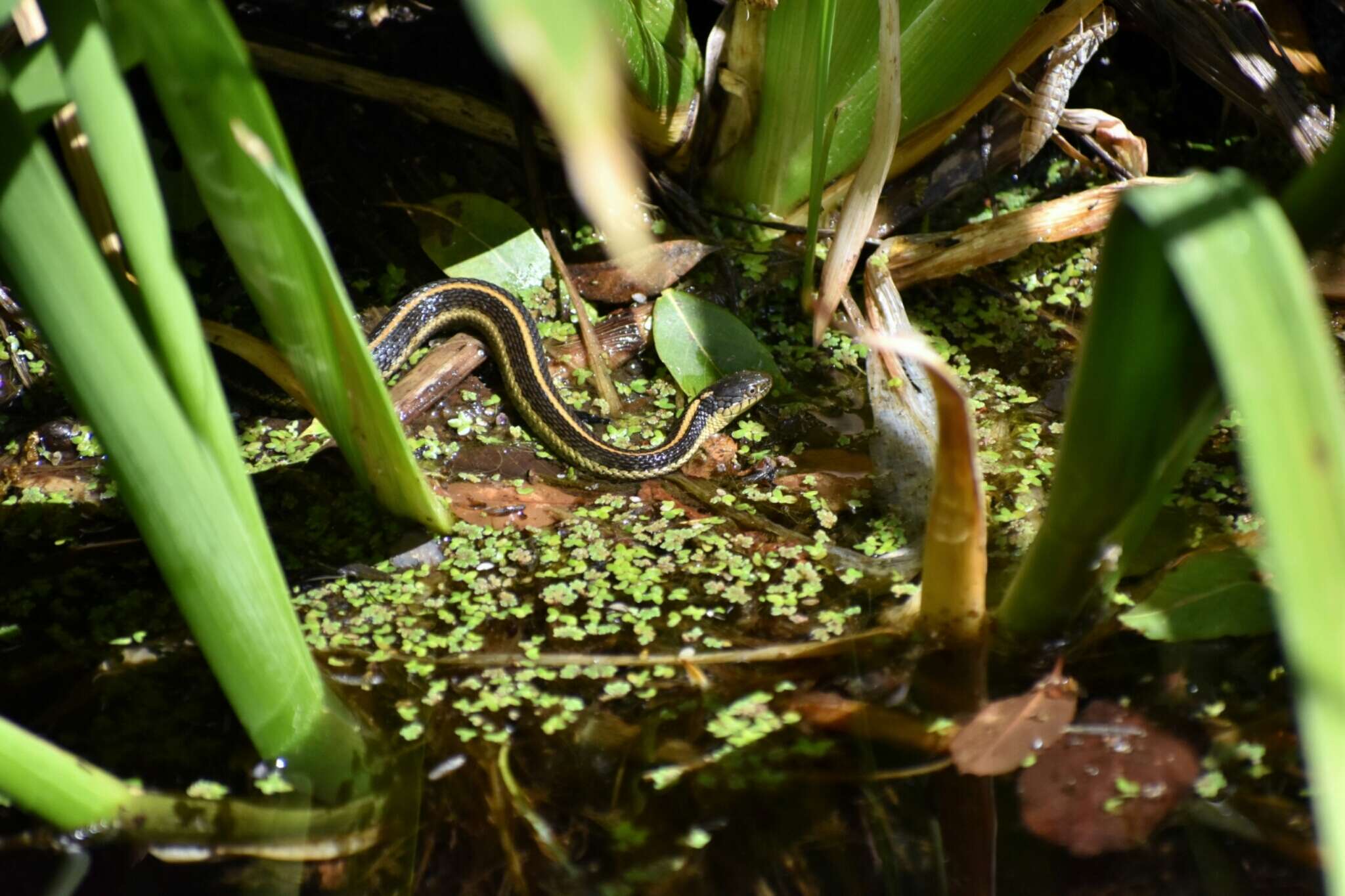 Image of Aquatic Gartersnake