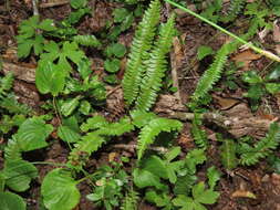 Image of Austroblechnum microphyllum (Goldm.) Gasper & V. A. O. Dittrich