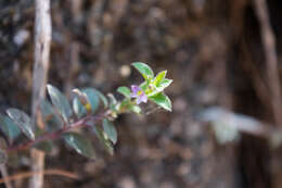 Image of Rhinotropis parryi (A. W. Benn.) J. R. Abbott