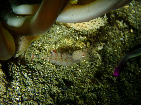 Image of crystal prawn