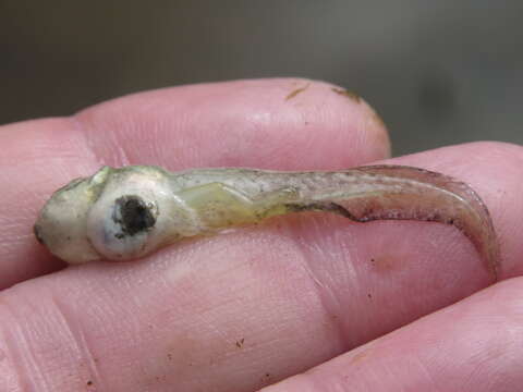 Image of Fowler's snouted tree frog