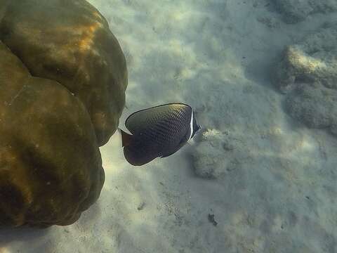 Image of Brown Butterflyfish