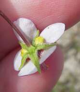 Imagem de Diascia capensis (L.) Britten