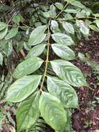 Image of Lasianthus hispidulus (Drake) Pit.