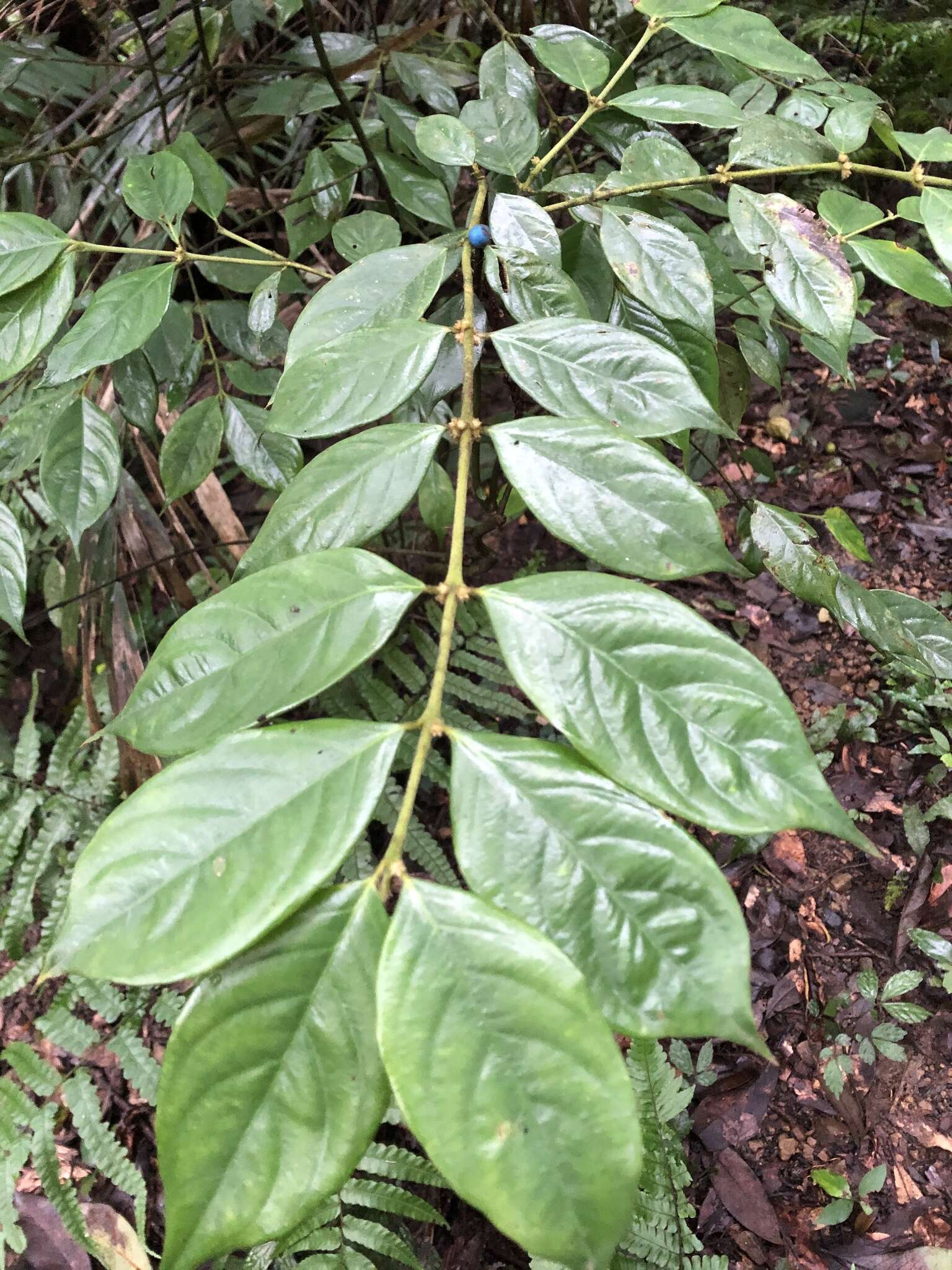 Image of Lasianthus hispidulus (Drake) Pit.