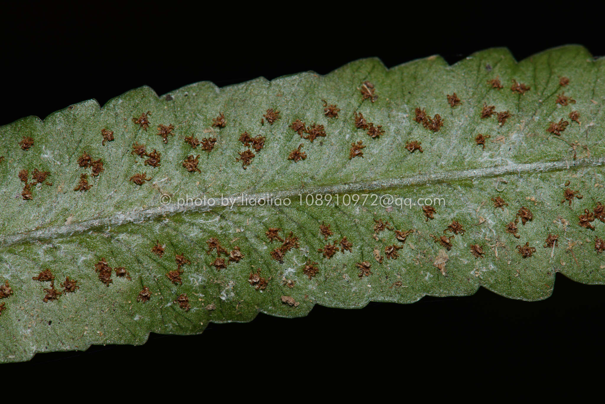 Image of Dryopteris podophylla (Hook.) O. Kuntze