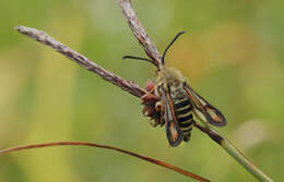 Image of Bembecia ichneumoniformis