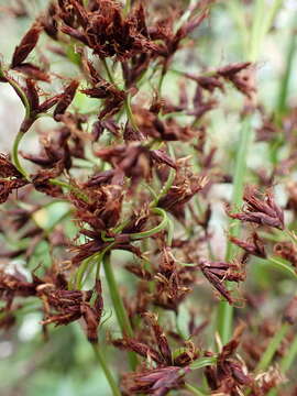 Image de Machaerina iridifolia (Bory) T. Koyama