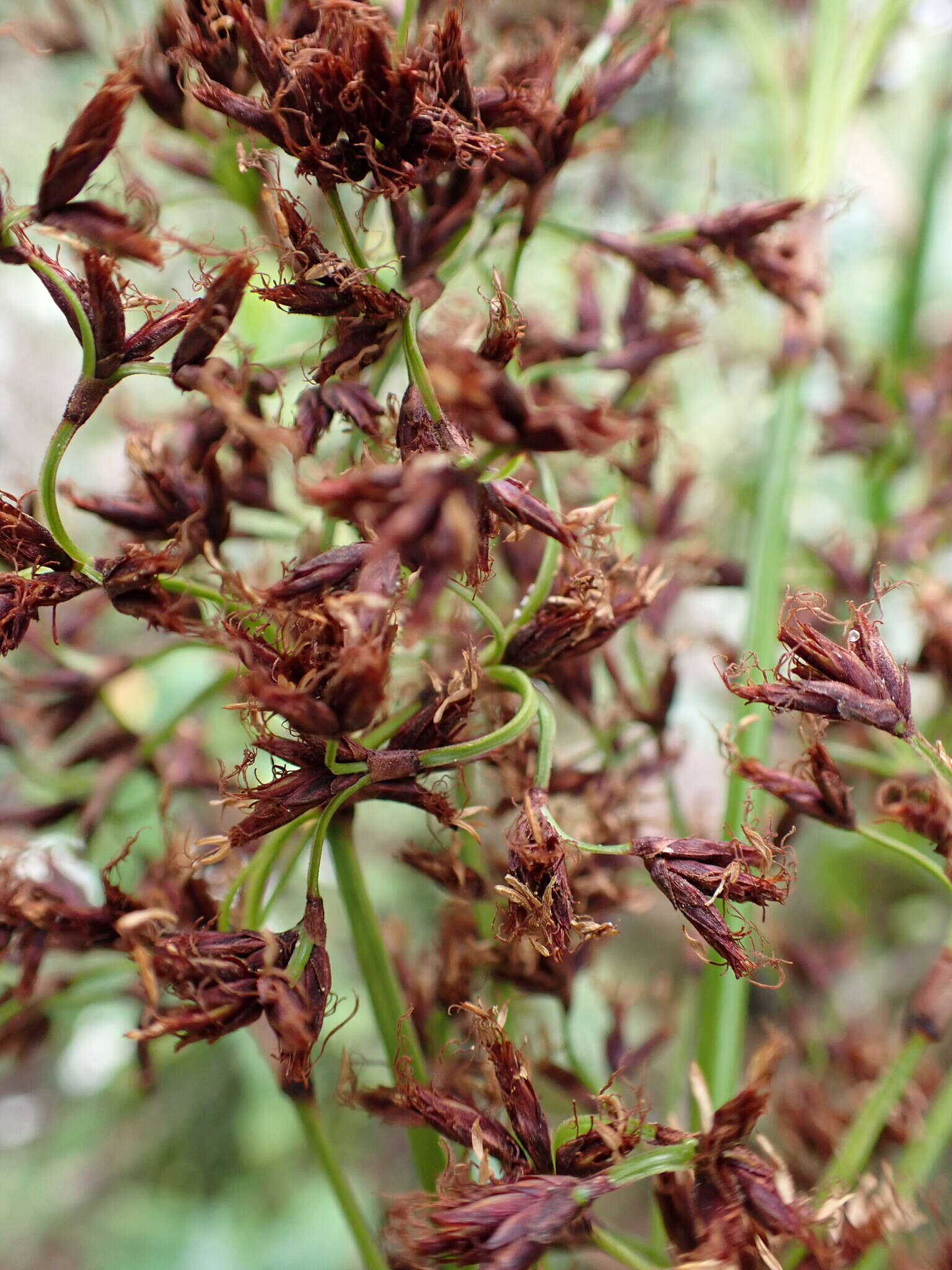 Imagem de Machaerina iridifolia (Bory) T. Koyama