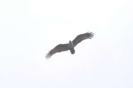 Image of Brahminy Kite