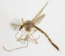 صورة Chaoborus flavicans (Meigen 1830)