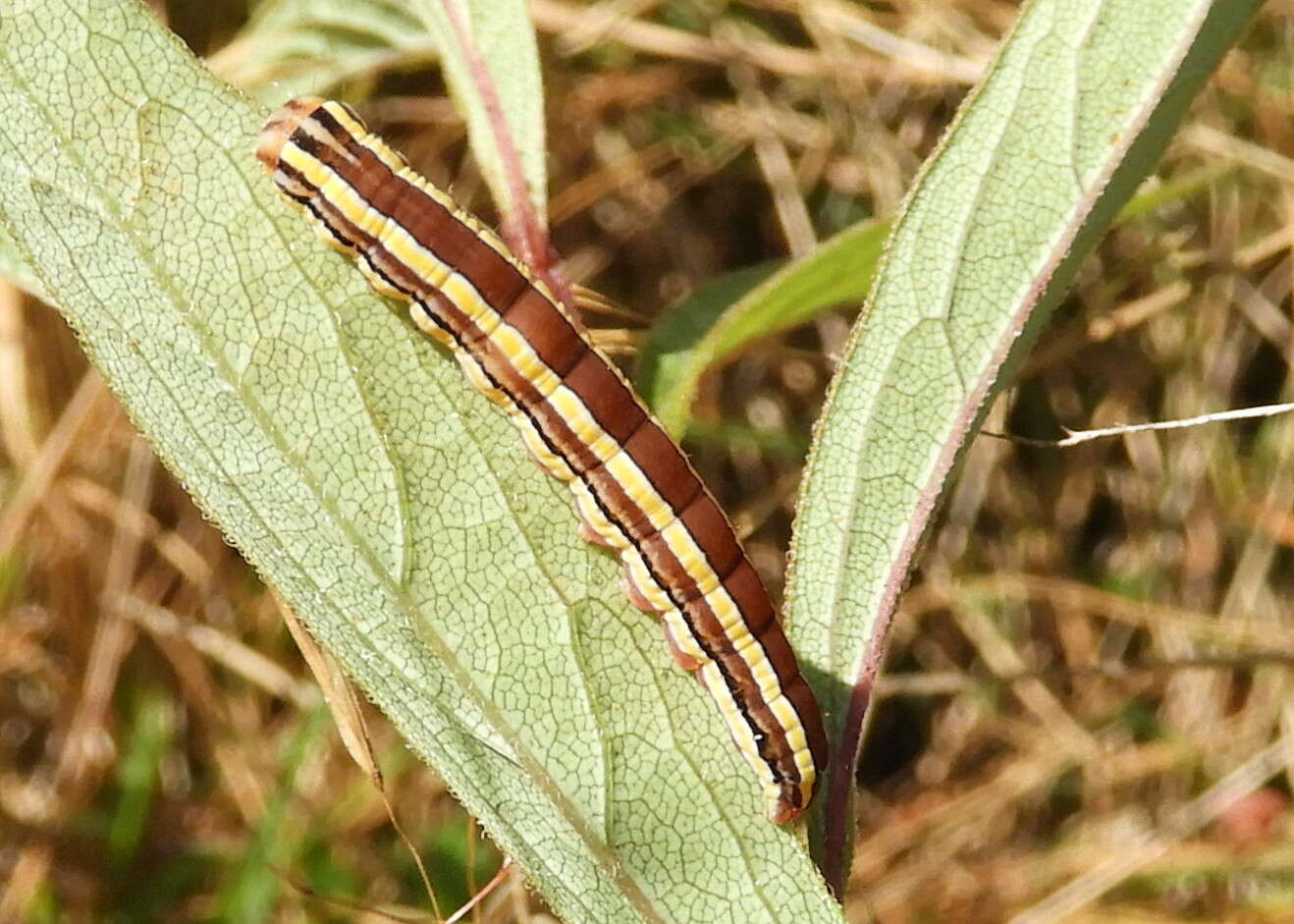 Image of Striped Garden Caterpillar