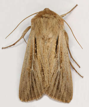 Image of shoulder-striped wainscot