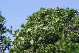 Image of Bush Maerua