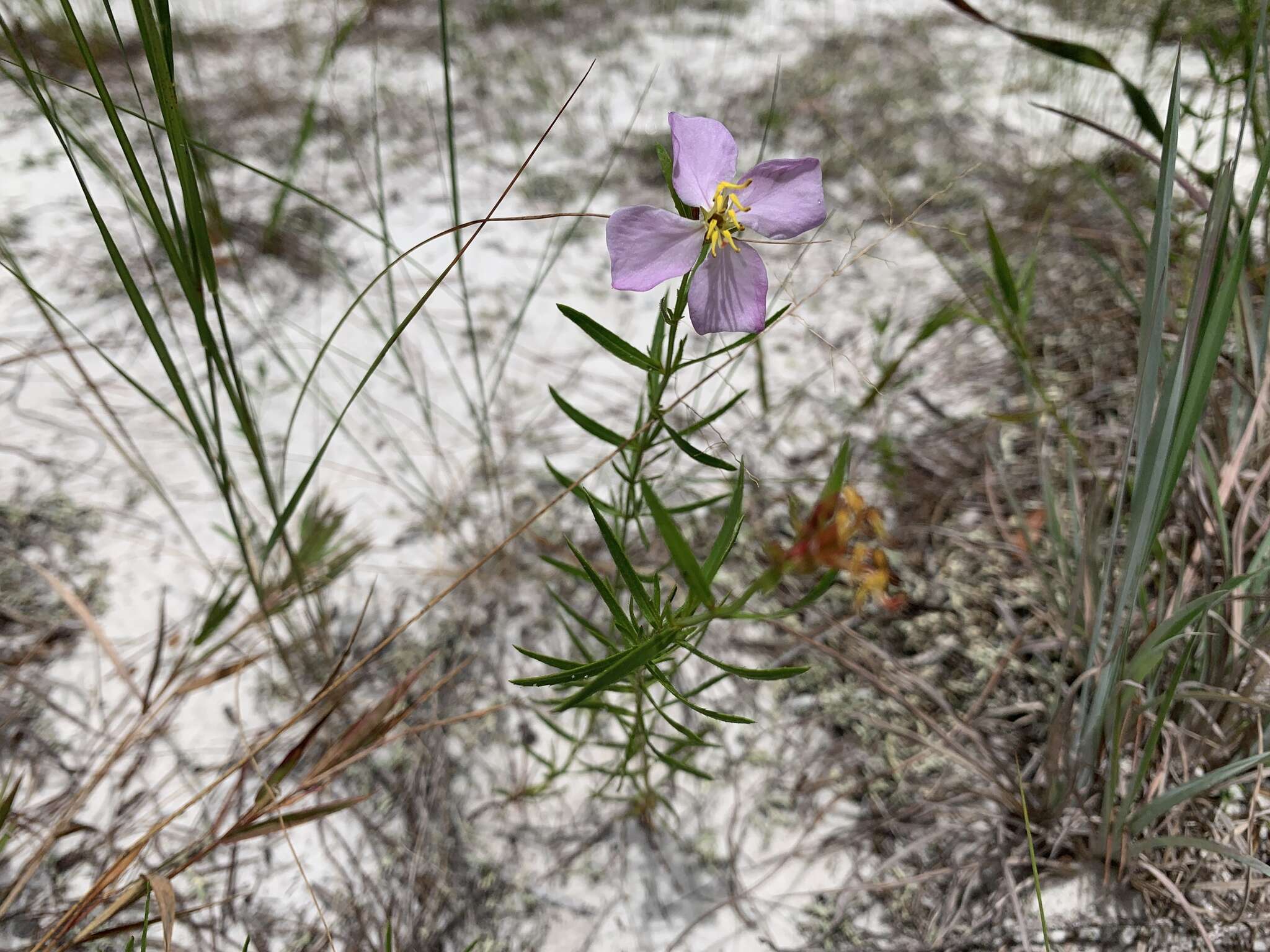 Imagem de Rhexia salicifolia Kral & Bostik