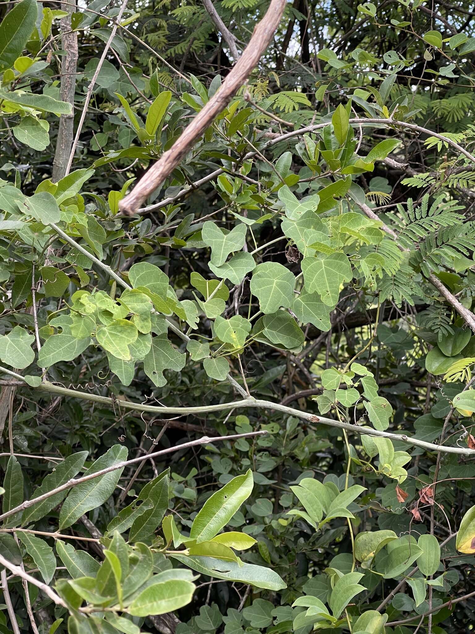 Image of Adenia cissampeloides (Planch. ex Hook.) Harms