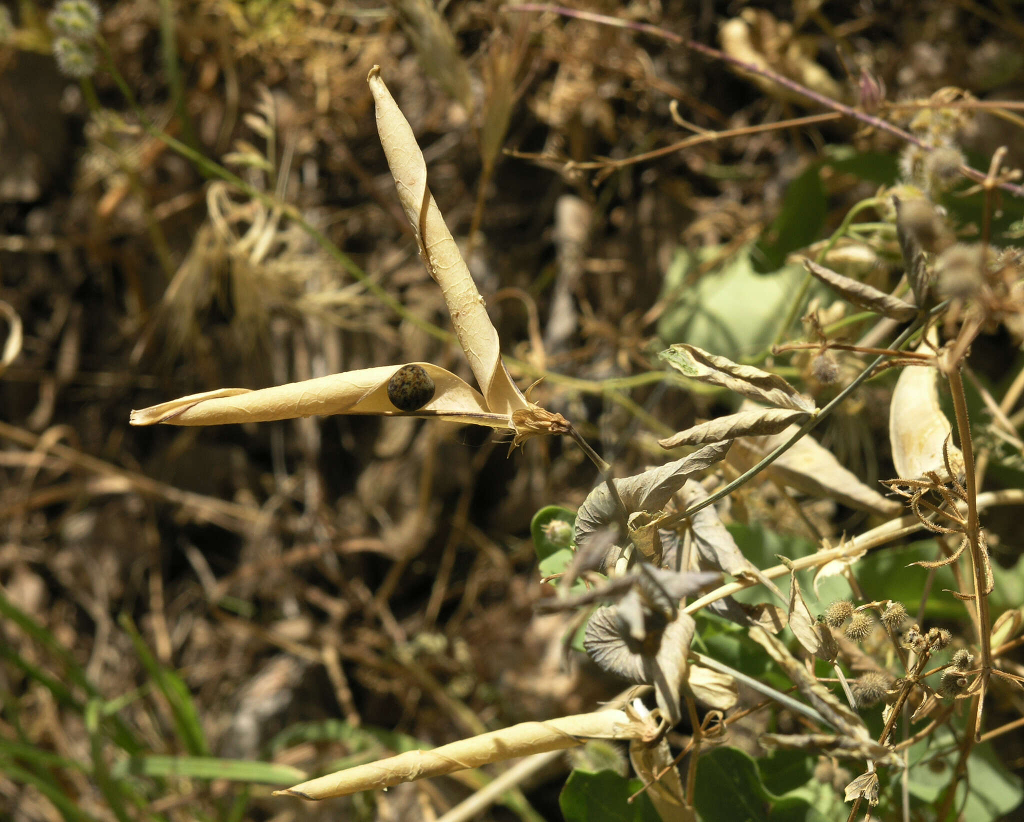 Image of wild pea