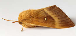 Image of oak eggar