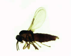 Image of Forcipomyia incubans (Macfie 1937)