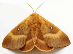 Image of oak eggar