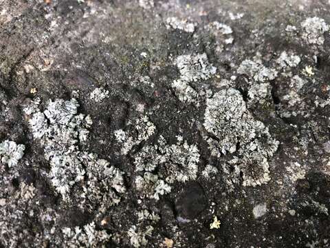 Image of wreath lichen