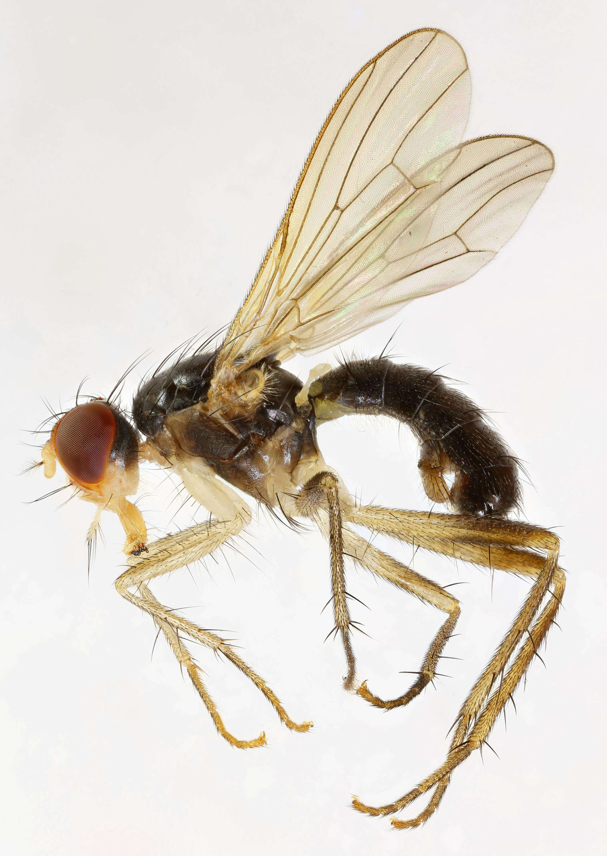 Image of Cordilura albipes (Fallen 1819)
